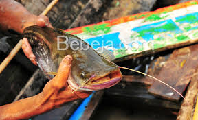 Sumber air sungai, air lalu 24 jam sudah pasti ikan tidak berbau. 85 Gambar Ikan Tapa Paling Hist Gambar Pixabay