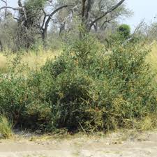 Image result for Kalaharia uncinata