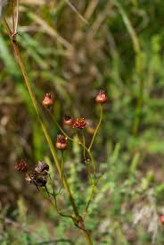 Image result for Centemopsis