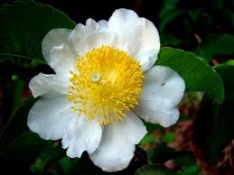 Image result for Oncoba