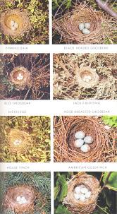 What do you do when you find a birds nest? Western Birds Nests Eastern Birds Nests Cool Tools