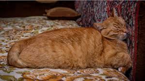 Cats stare because they are trying to show their domonance over you. What Causes Cat Head Pressing Petplace