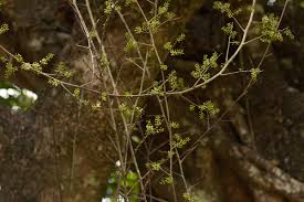 Image result for Embelia schimperi