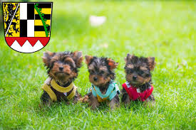 Mit 13 16 jahren hat der yorkshire terrier eine sehr hohe lebenserwartung in der hundewelt. Yorkshire Terrier Lebenserwartung 153 586 Prosmotrov 153 Tys Review Drakor Mister Sun