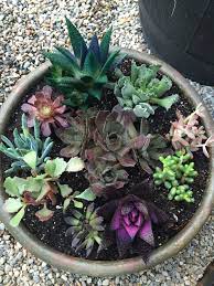 This is a kosmik kaktus that i found at the depot. Succulents Kosmik Kaktus Succulents Succulent Terrarium Plants