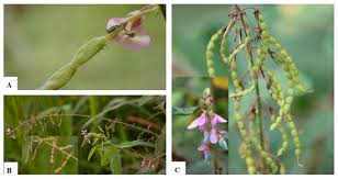 Image result for Desmodium scorpiurus
