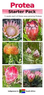 Protea Web Jpg 800 1730 Pixels Fynbos Protea African Plants
