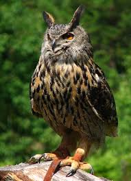 Image result for Bubo