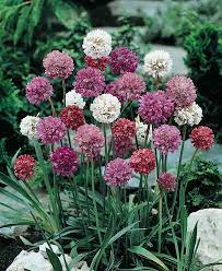 Get the best deals on flowering perennial seeds & bulbs. Armeria Seeds For Sale Sea Pinks Perennial Flower Seeds