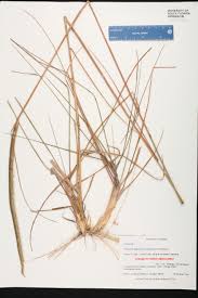 Image result for Ctenium