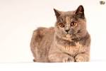 Cat breeds : A complete A-Z list of cat breeds and our ...