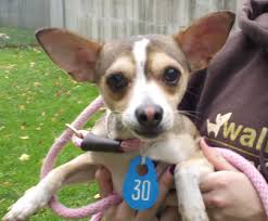 Detailed directions to our new center are on the upcoming events page. Pin On Animal Shelters In Northeast Ohio