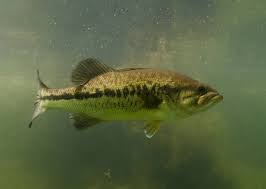 Comment pecher black bass etang mp3 & mp4. Le Black Bass Ce Carnassier De Sport Venu D Amerique Chartres 28000