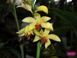 Image result for Phaius occidentalis