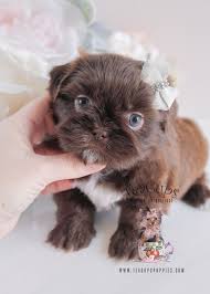 Black And White Shih Tzu Dachshund Mix Although The Shih Tzu Chihuahua Mix Has A Lot In The Way Of Looks And Personality To Recommend Them This Is Definitely A In 2020 Teacup Puppies Shih Tzu Chihuahua Mix