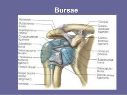 They all attach to the greater tuberosity. Bildergebnis Fur Shoulder Tendons Anatomy Shoulder Anatomy Anatomy Joint Doctor