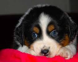 Hall's aussie's take pride in breeding quality service, therapy, agility and family dogs. Australian Shepherd Breeders California