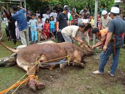 Tata cara penyembelihan hewan qurban dan aqiqah ada 2. Bab 5 Qurban Dan Aqiqah Sholihatun Hasana