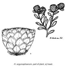 Image result for Helichrysum argyrosphaerum