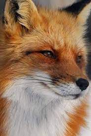 Pin By Juliet Heath On If You Want To Know Me Fox Facts Animals Fox Pictures