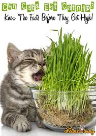 Felineliving Net In 2020 Cat And Dog Drawing Pet Care Cats Cats Smelling
