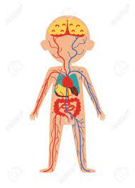 Human Body Anatomy Pics Koibana Info Body Anatomy Human Body Anatomy Body Anatomy Organs