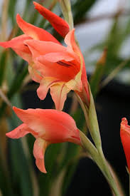 Image result for Gladiolus dalenii