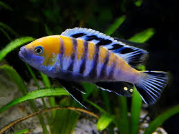 Cynotilapia Afra Cobue In 2020 Beautiful Sea Creatures Tropical Freshwater Fish Colorful Fish