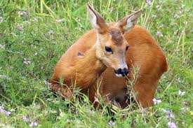 Das reh (capreolus capreolus), zur unterscheidung vom sibirischen reh auch europäisches reh genannt, ist die in europa häufigste und kleinste art der hirsche. Wildtier Des Jahres 2019 Das Reh Nabu