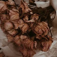 Vintageaesthetic Softaesthetic Romanticaesthetic Pinkaesthetic Roseaesthetic Floweraesthetic Rose Brown Aesthetic Flower Aesthetic Aesthetic Photography