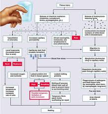 The Immune System Innate And Adaptive Body Defenses Medical Knowledge Medical Laboratory Scientist Human Anatomy And Physiology