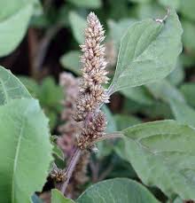 Image result for Amaranthus deflexus