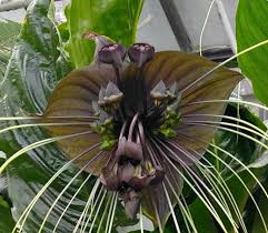 In fact, due to its inconspicuousness and location (desert. Unusual Flowers Exotic Rare And Not Often Seen Specimens