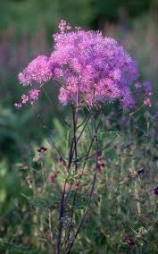 Image result for Thalictrum rhynchocarpum