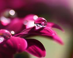 قطرات الندى comment by lavender nour. ØµÙˆØ± Ù‚Ø·Ø±Ø§Øª Ø§Ù„Ù†Ø¯Ù‰ Posts Facebook