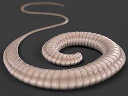 Check spelling or type a new query. How Whipworms Can Affect Your Australian Shepherd