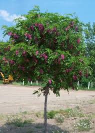 Tree with purple flowers in arizona. How To Grow Purple Robe Locust Tree Watters Garden Center