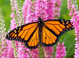 Perdida De Habitat Es Causa Para Merma De Mariposas Monarca Danaus Plexippus Mariposa Monarca Monarcas