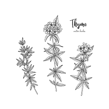 Il y a 5 mois. 4 374 Thym Vectores Ilustraciones Y Graficos 123rf