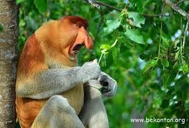 Monyet hidung besar yang menjadi mascot tanah. Mengenal Bekantan Lebih Dekat Forestation Fkt Ugm