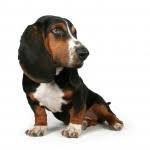 Find a dachshund on gumtree, the #1 site for dogs & puppies for sale classifieds ads in the uk. Dachshund Puppies For Sale In Wisconsin