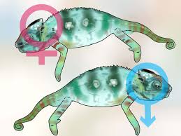 Will a veiled chameleon shut down, seemed like she died, but shes moving around. How To Tell If A Chameleon Is Male Or Female 13 Steps