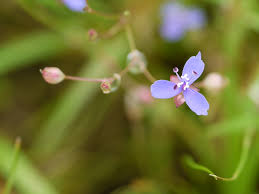 Image result for Murdannia semiteres