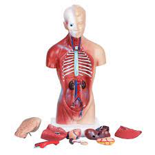 This killer is officially unidentified, yet researchers of today are quite certain who committed these horrible crimes. Human Body Model Torso Anatomy Anatomical Medical Internal Organs Skeleton Visceral Brain Anatomical Teaching Can Dropshipping Human Torso Model Anatomy Torsohuman Torso Aliexpress
