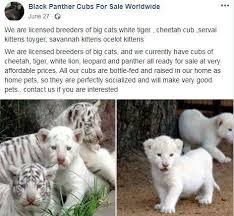 White, multicolor, black, red, blue, yellow, green, pink, orange, gray, coffee, brown. Secret Facebook Groups Offering Tigers Cheetahs And Deadly Cobras For Sale To The Uk