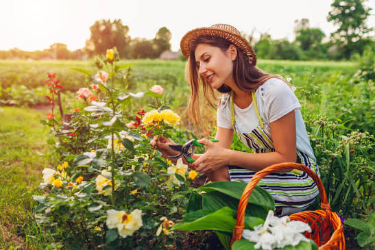 Top Tips for Choosing Cut Flowers for Your Garden