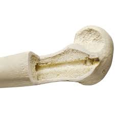 I want to use this to cover a base of an old desk lamp that lost its original b. Cross Section Of Bone Google Search Human Bones Radius Bone Cancellous Bone