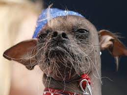 If you'd like us to cater for your staff, please let us know as soon as possible. Ugly Mugly Wins Ugliest Dog Contest The Two Way Npr
