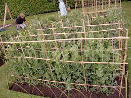 Tomorrow Is A Viva Day Botanics Stories Broad Beans Growing Pea Support Ideas Bean Garden