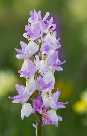 Image result for Orchidaceae
